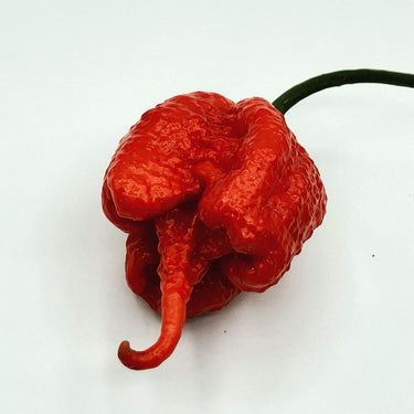 Fresh Carolina Reaper Peppers